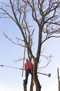 tree trimming winterizing tips